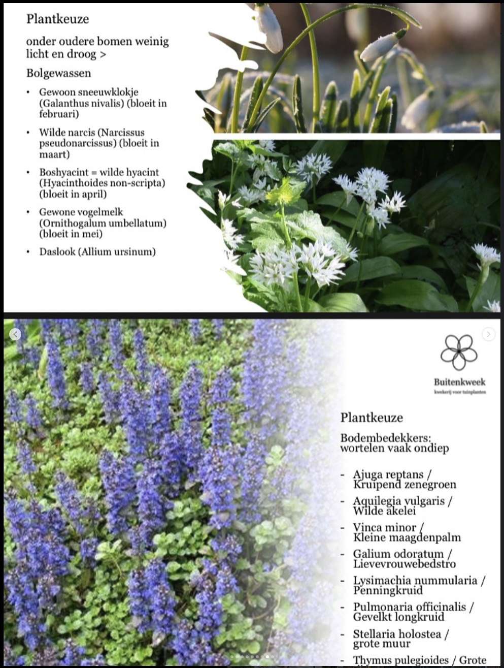 Jolijn Leeuwenburgh van kwekerij Buitenkweek